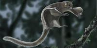 Oldest-Known Flying Squirrel