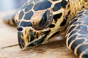 East Pacific hawksbill turtle