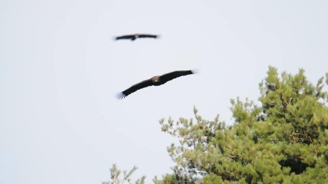 Flying Vulture in Korea