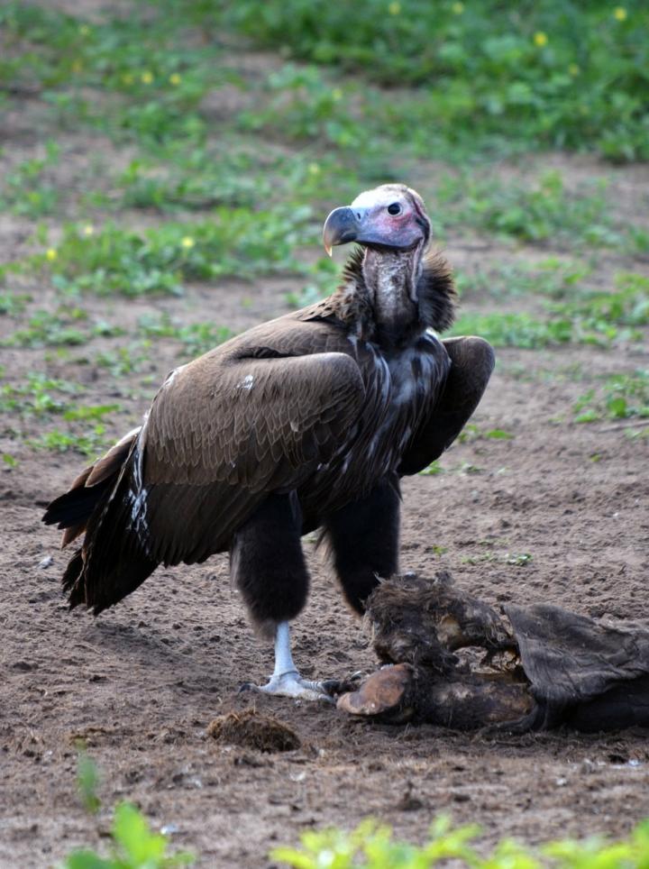 Lappet-faced Vulture