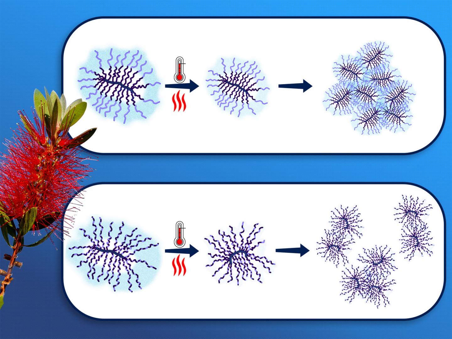 Thermoresponsive Bottle-Brush Polymers