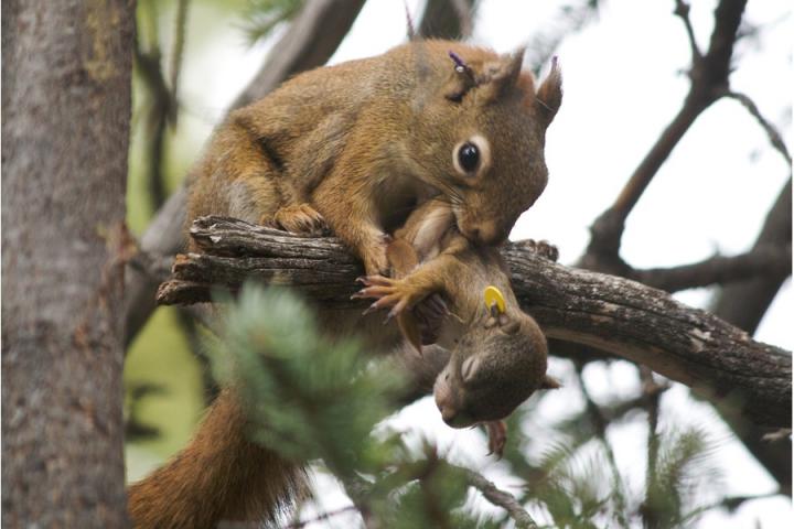 Squirrel and Older Pup