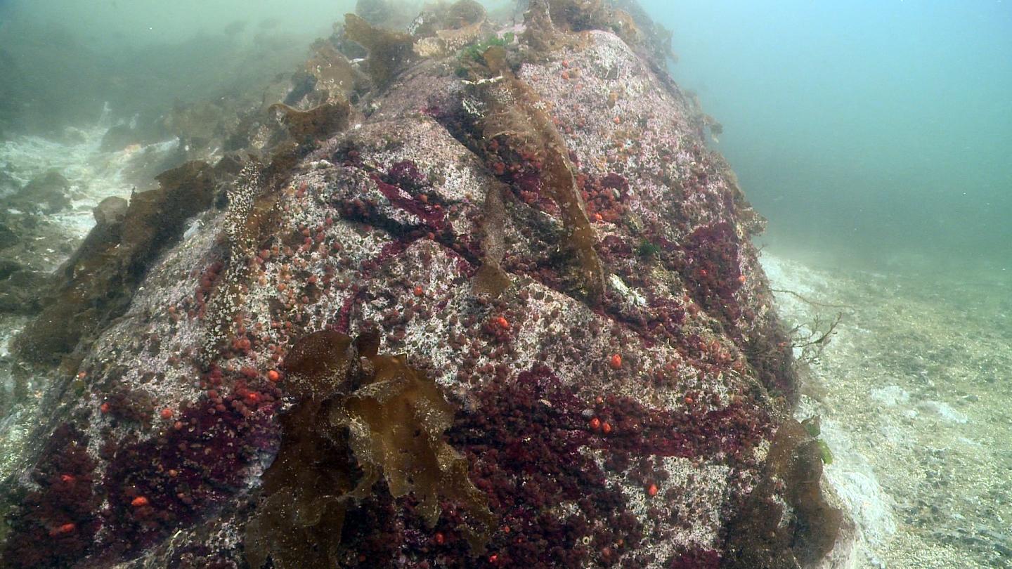 Sunflower Sea Star Outcrop 2, Vanished