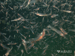 Krill swarm in Monterey Bay, California