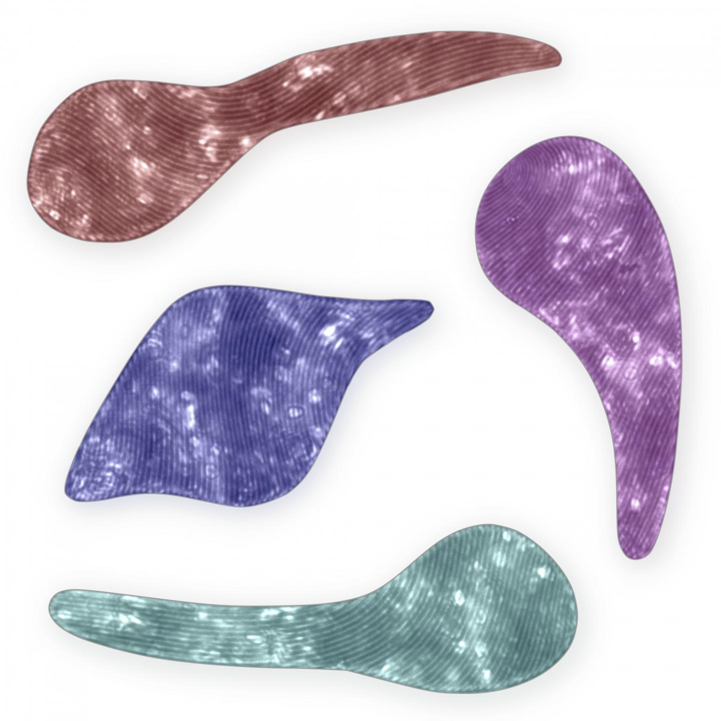 Aquatic Microorganism Could Inspire Soft Robots Able to Move in Narrow and Hostile Environments