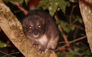 Tree hyrax