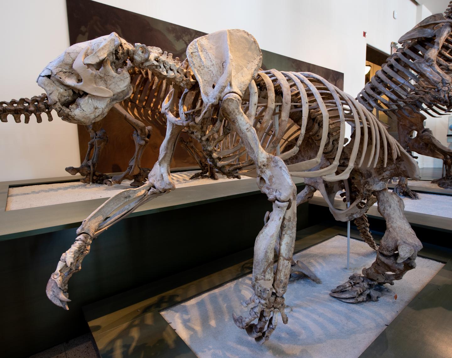 giant sloth skeleton