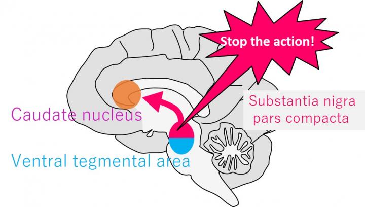 Don't Stare! Monkey Gaze Study Shows Dopamine's Role in Response Inhibition