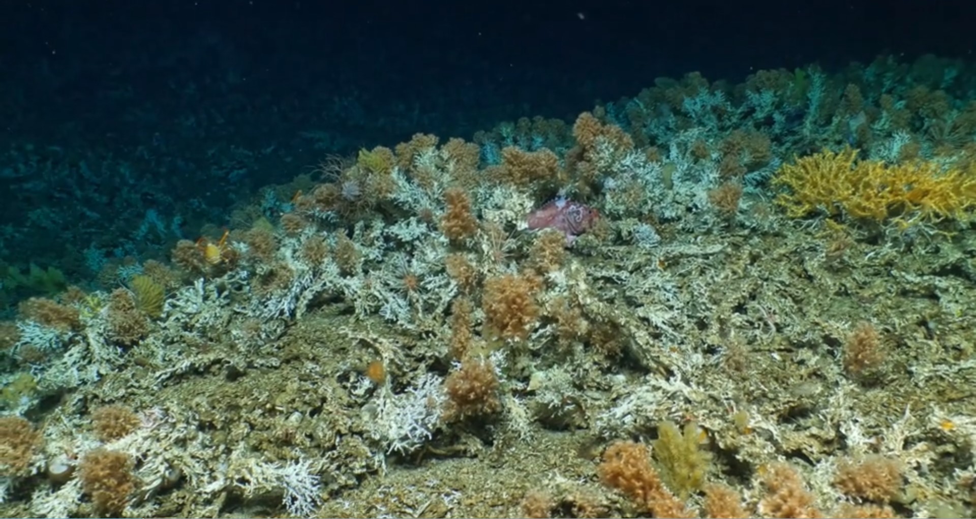 newly discovered deep-water coral reef