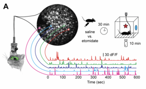 Figure 3a  from Zhu et al.