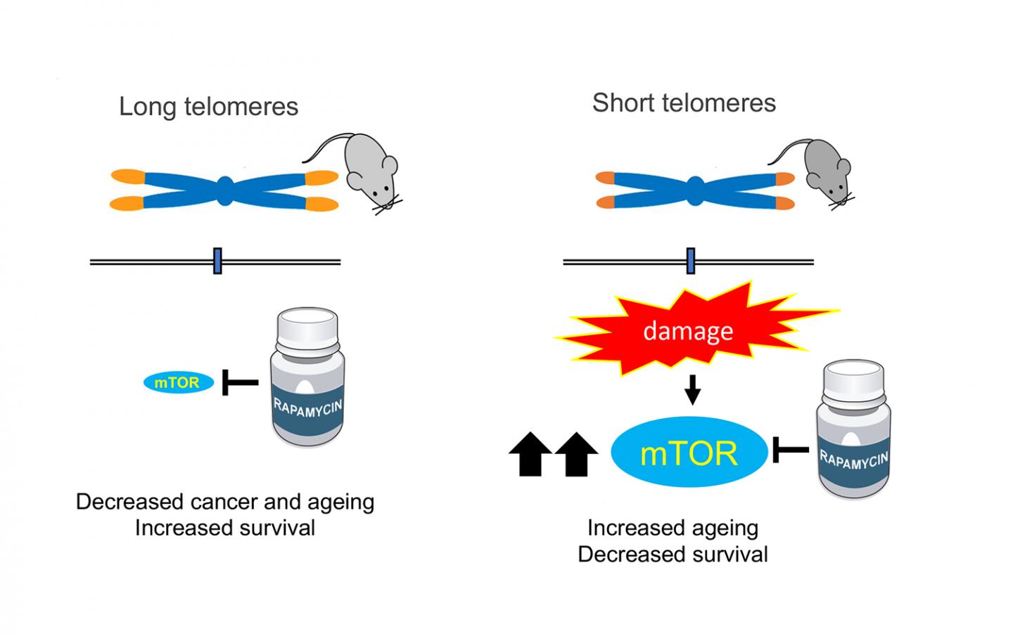 The Mechanistic Target of Rapamycin (mTOR) Pathway Is a Central Regulator of Cell Growth