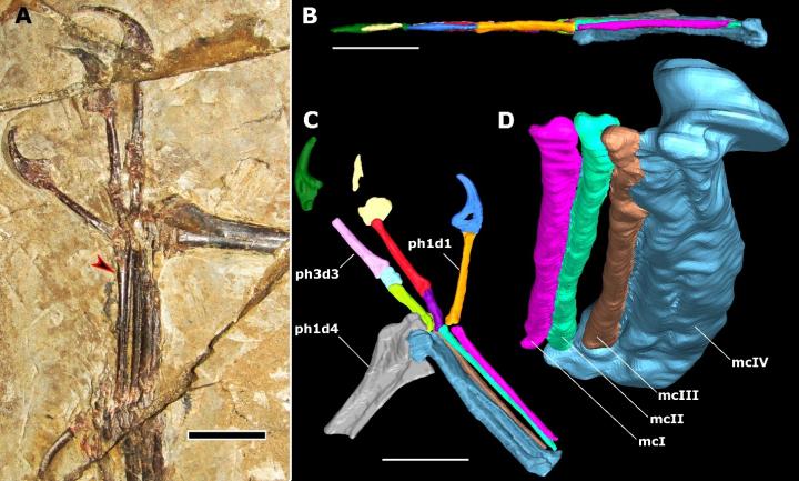 Photo and Digital Model of the Left Hand of K. antipollicatus