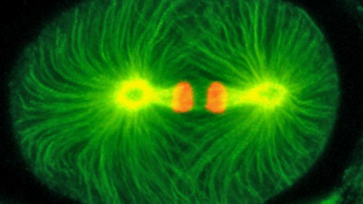 A Healthy Mitotic Spindle