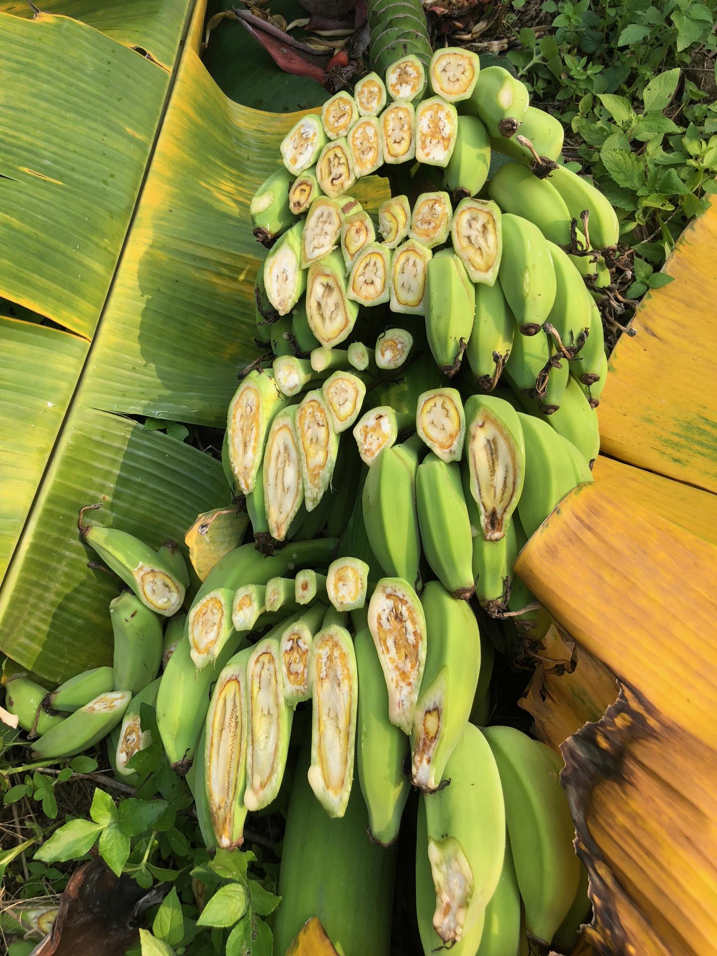 Bananas with Fusarium Wilt.