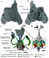 Cranial Anatomy of <i>Meemannia eos</i> Based on High-Resolution Computed Tomography