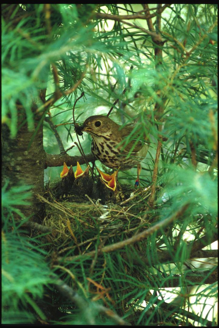 Hermit Thrush