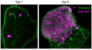 The representative images of tuft cell progenity, H2B-iRFP+cells, following irradiation in tuft cell lineage tracing organoids.