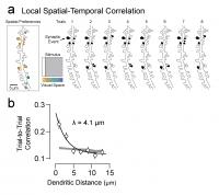 Synaptic Clusters Exhibit Spatiotemporal Correlation