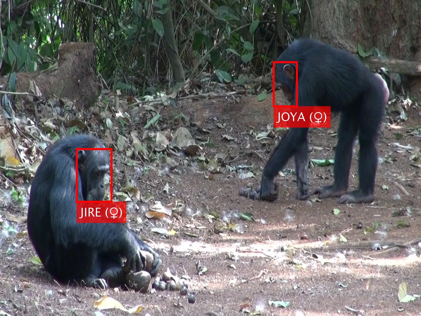 Deep Learning Tool Uses Large Video Datasets to Aid in Wild Chimpanzee Facial Recognition (5 of 7)