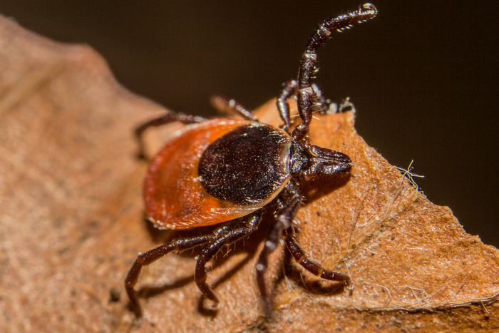 A blacklegged (deer) tick