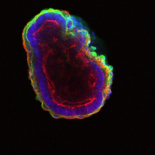 Stem Cells Self-Organize to Form a Hollow Ball of Cells