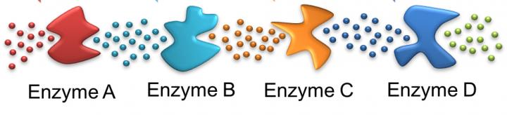 Enzyme Cascade