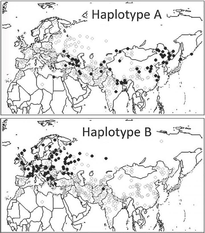 Geographic Distributions of the Non-responsive Haplotypes A and B of the Ppd-H1 Gene 