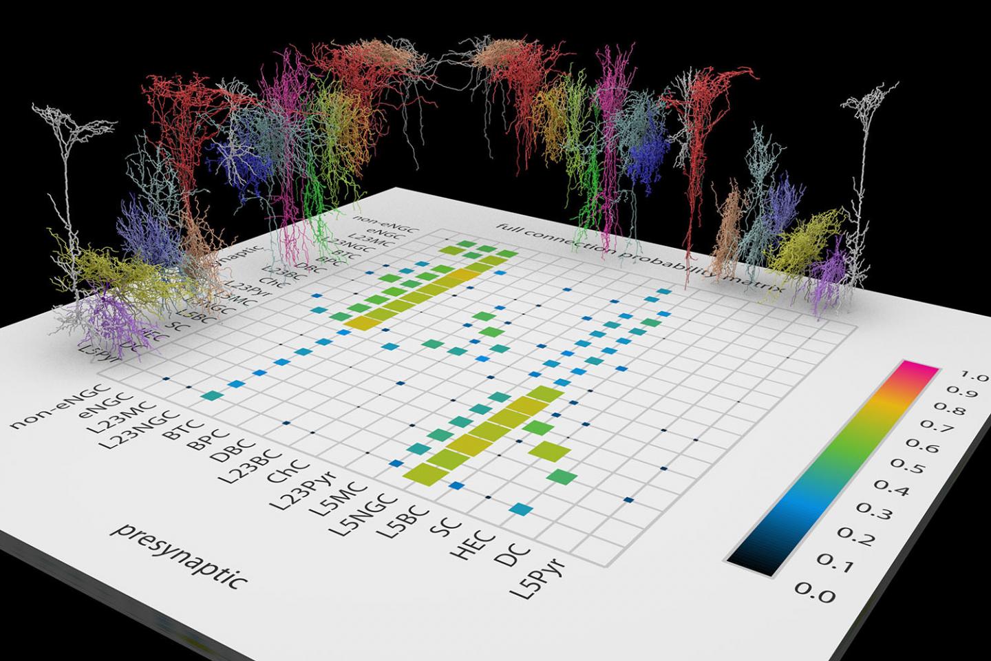 Detailed Mapping of Adult Cortex Reveals New Neuron Types (2 of 2)