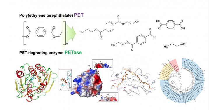 Structural Insight into the Molecular Mechanism of Poly(Ethylene Terephthalate) Degradation
