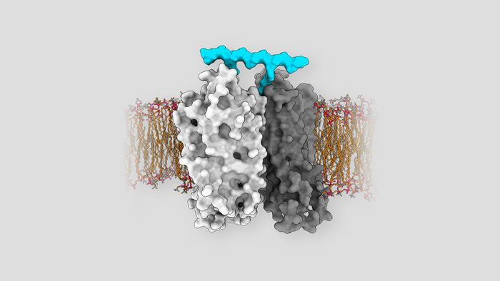 Manipulating GPCR signaling with drugs