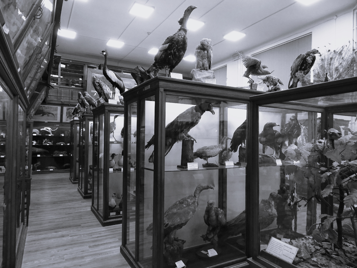 Excerpt from the permanent exhibition of the Zoological Museum of Babeș Bolyai University