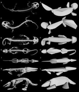 Skeletons and 3-dimensional convex hull models of the animals featured in this study