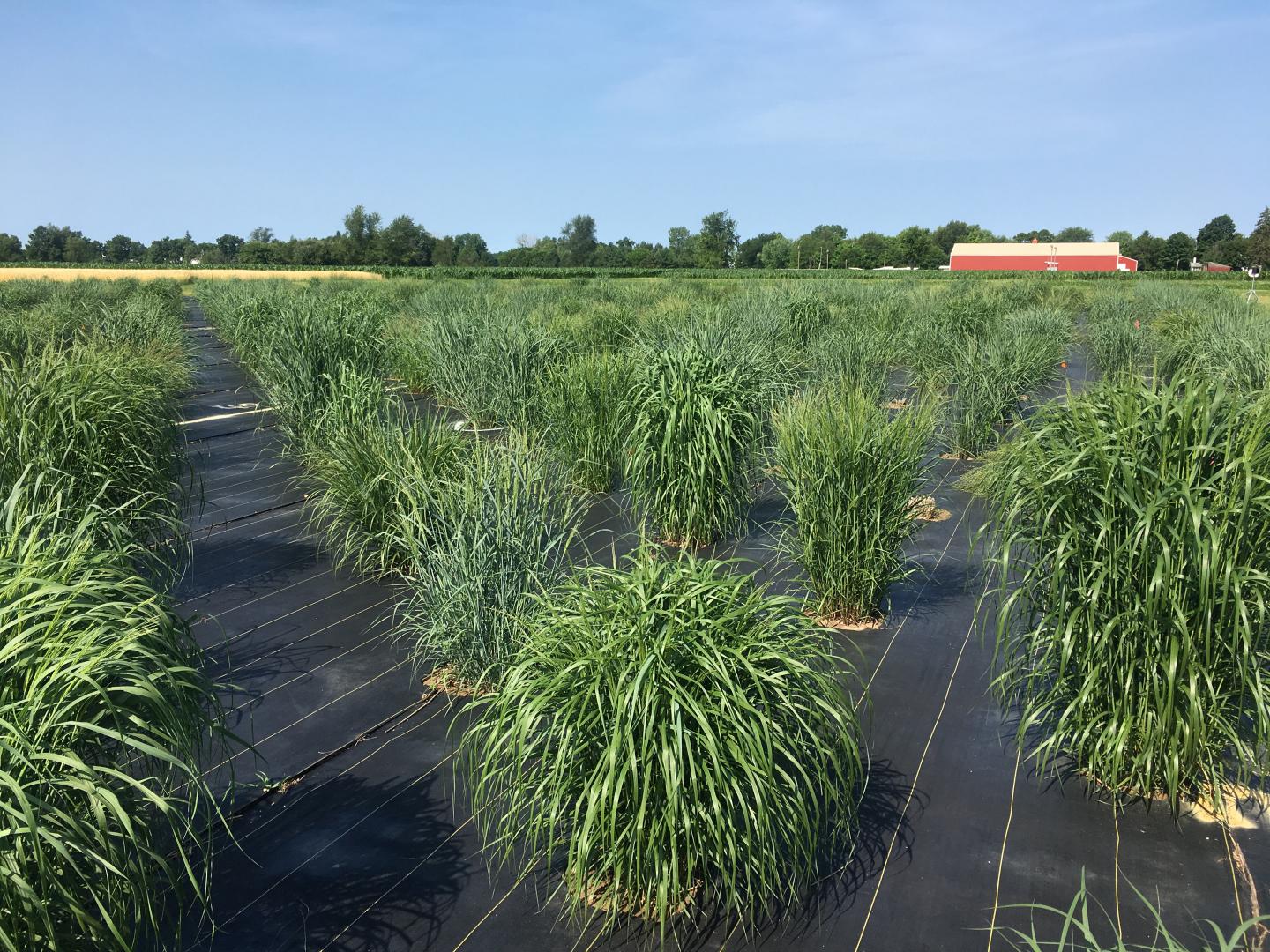 Switchgrass panel growing in Michigan