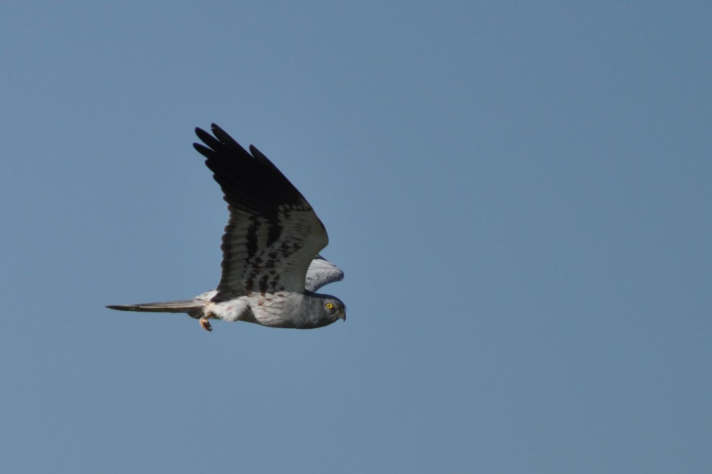 Montagu's Harrier (1 of 2)