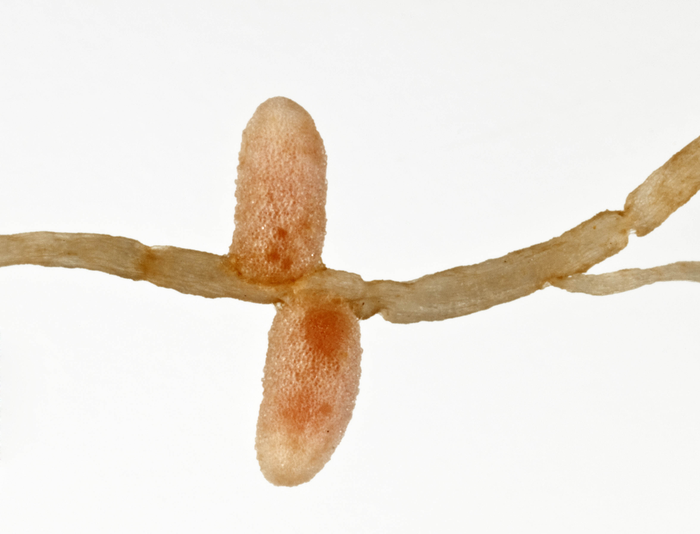 Legume Root Nodules