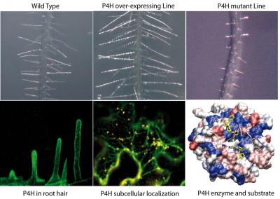 Plant Root Hair Protein P4Hs