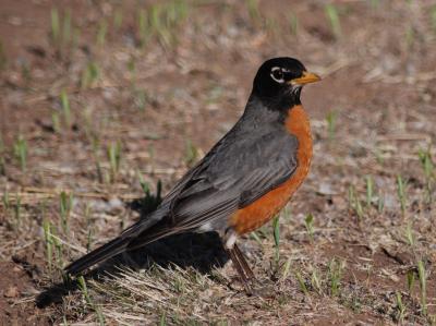 American Robin