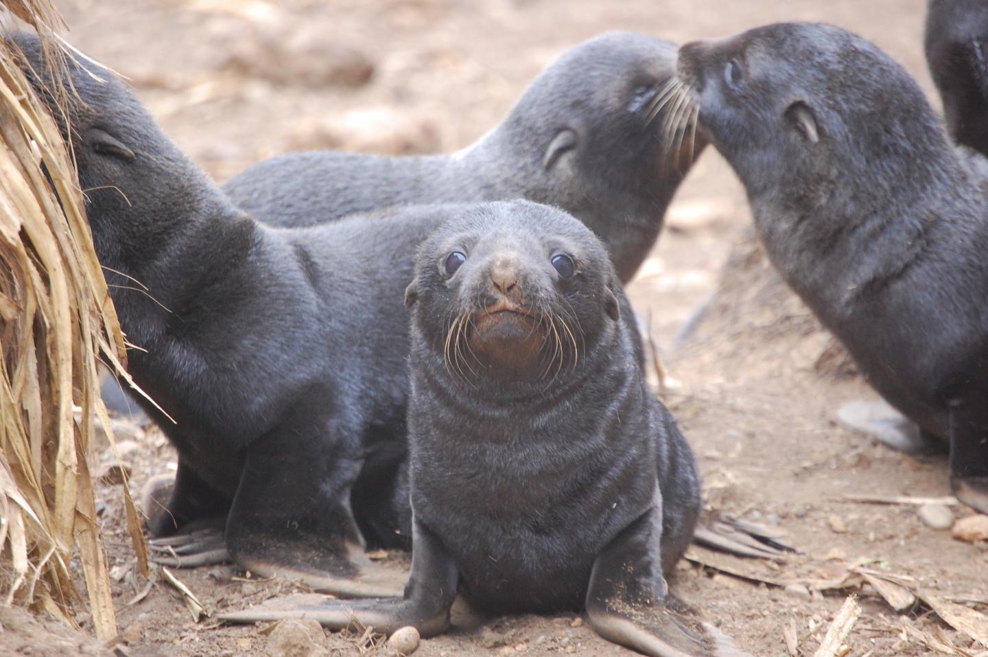 South American Fur Seal Pups