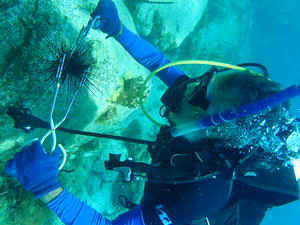 Researchers find sea urchin die-offs threaten reefs