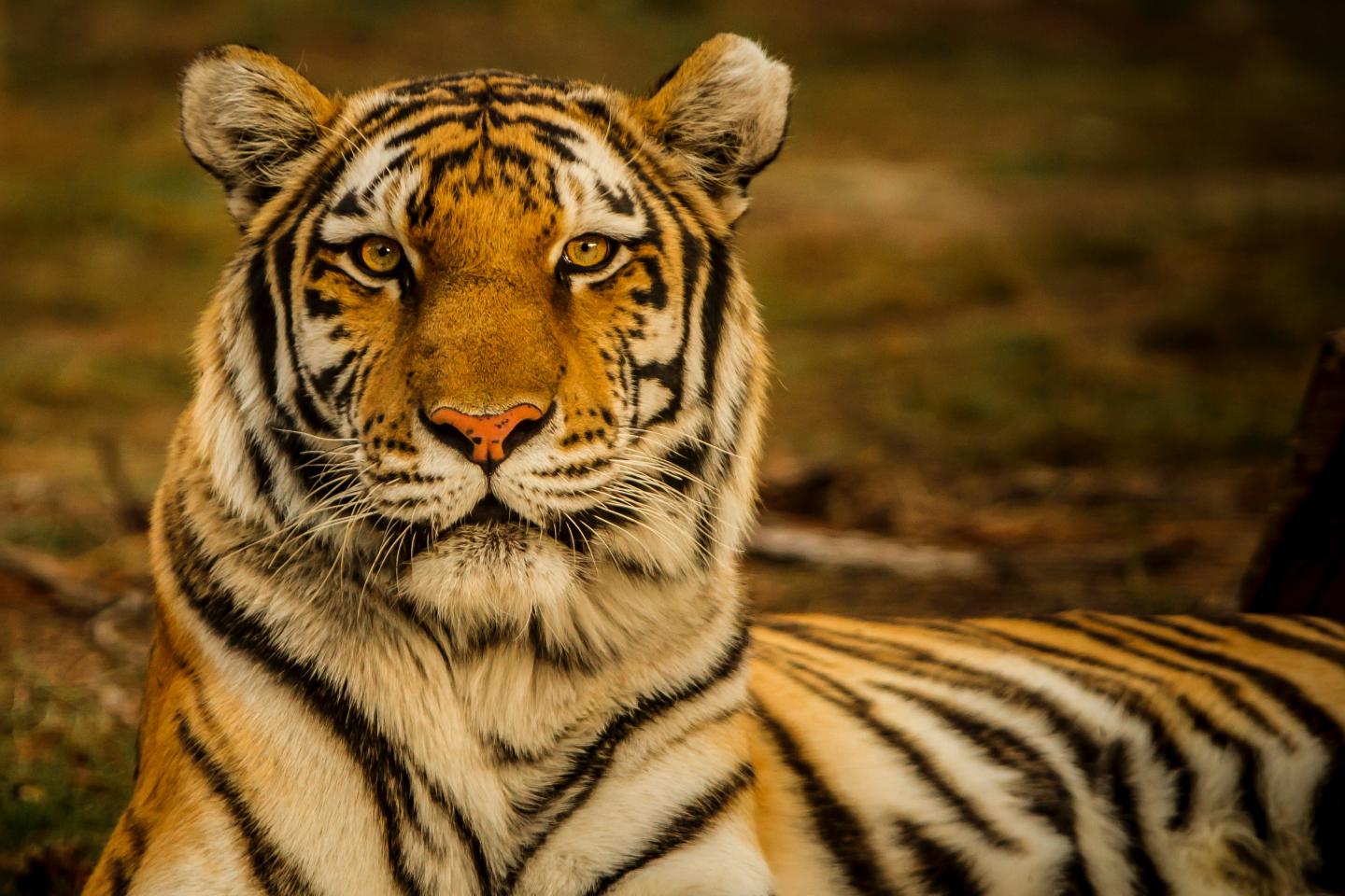 Coverphoto Bengal Tiger