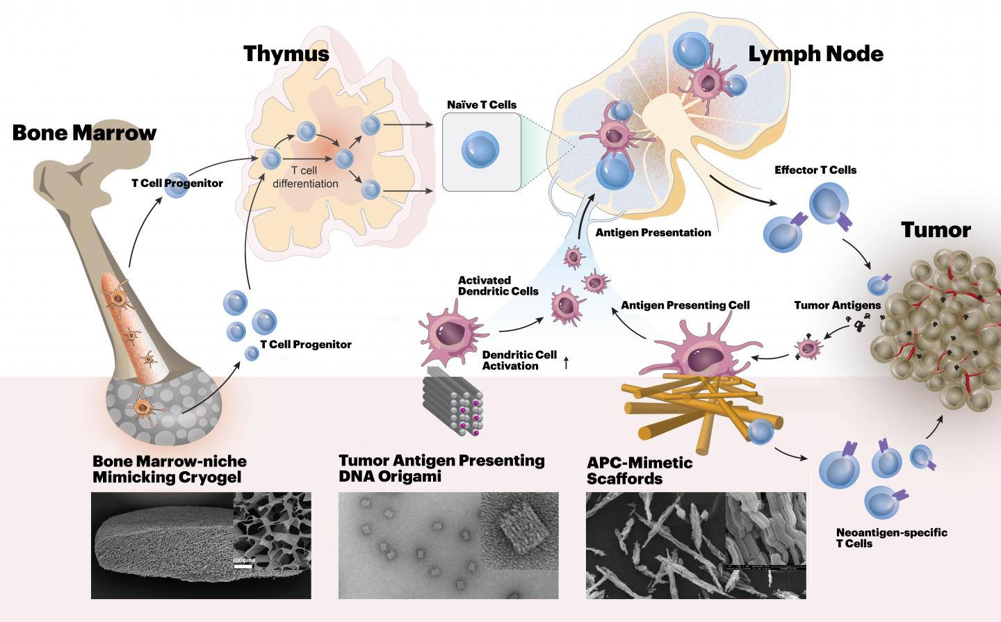 Harvard's i3 Center Will Develop New Biomaterials-Based Approaches for Cancer Immunotherapy