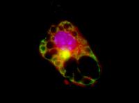 Brown Fat Cell