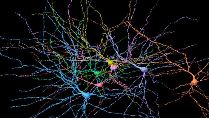 Human neurons