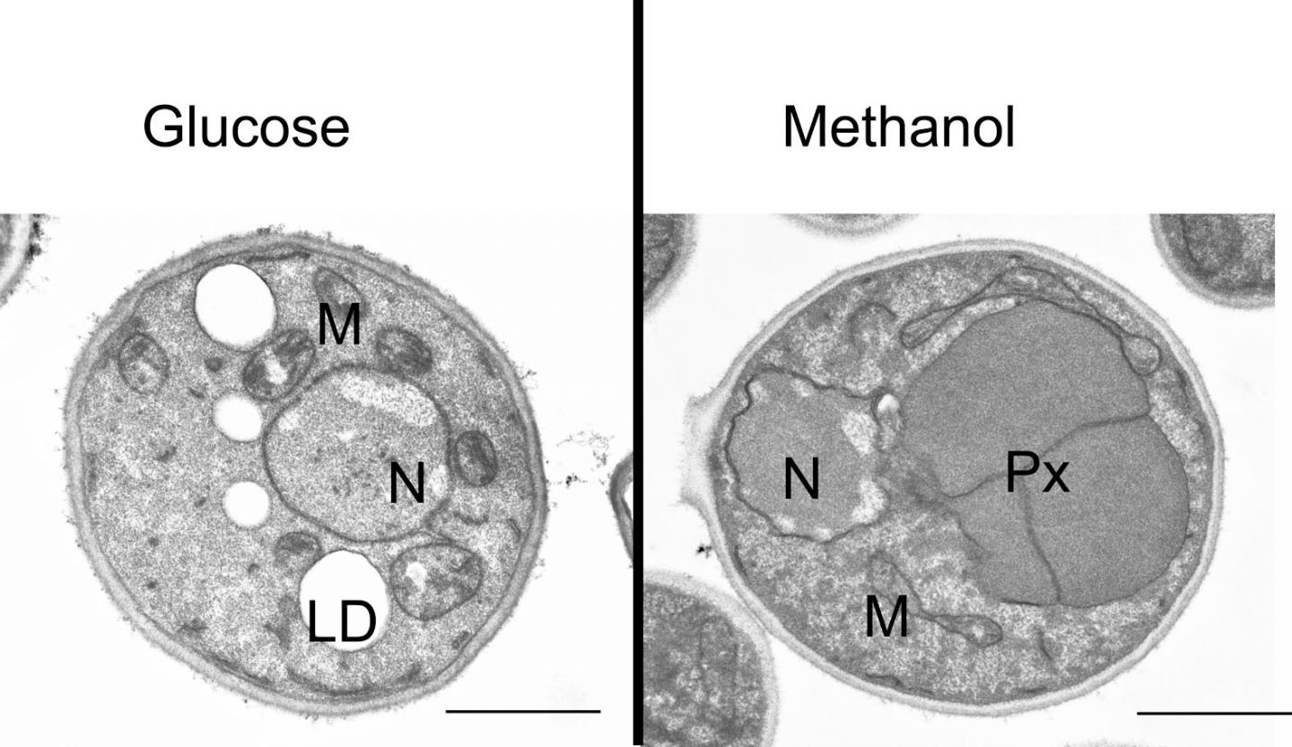 New Metabolism in Yeast