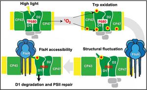 Schematic of the Photosystem-II Repair Mechanism