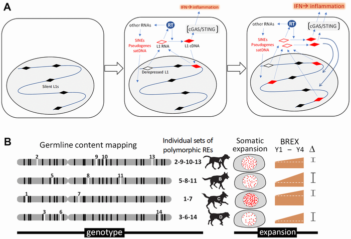 Analysis of retrotransposons in somatic cells of aging dogs