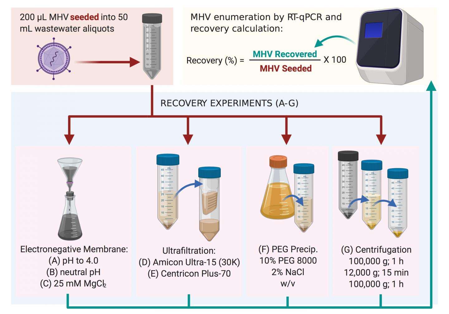 Methods used to recover Murine Hepatitis Virus in this study.