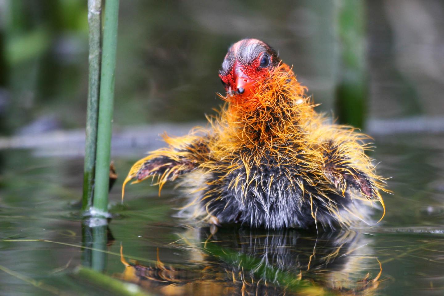 Coot Chick
