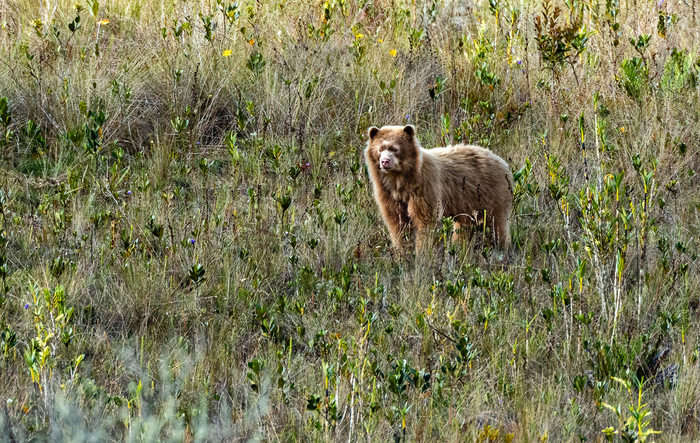 "Golden" bear in Peru