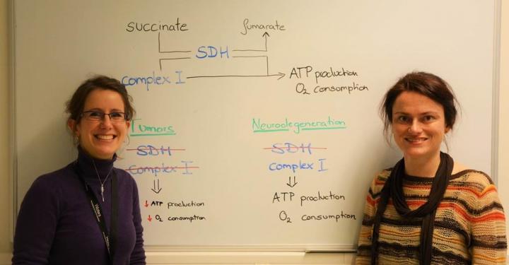 Doriane Lorendeau, Sarah Fendt (VIB-KU Leuven)